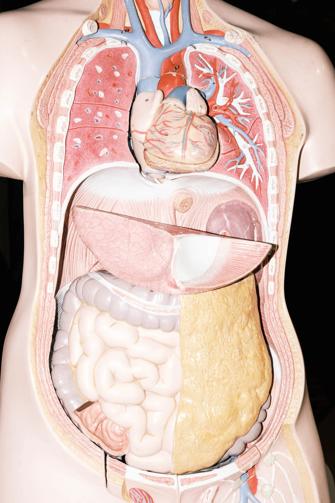 Modèle anatomique humain montrant les organes internes, notamment le cœur, les poumons, le foie, l'estomac, l'intestin et le cerveau.
