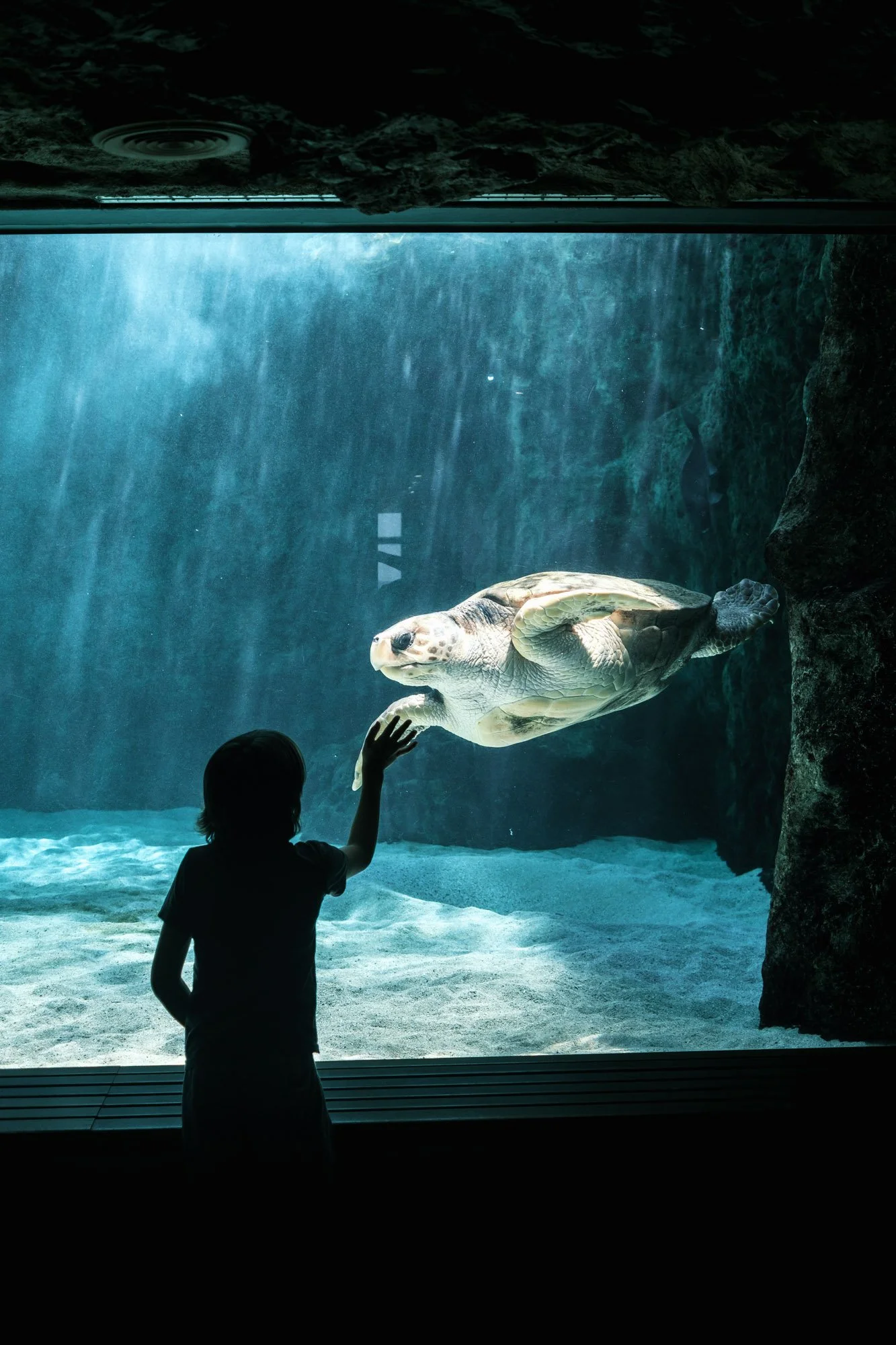 Un enfant devant un aquarium, touchant une tortue marine nageant à l'intérieur.
