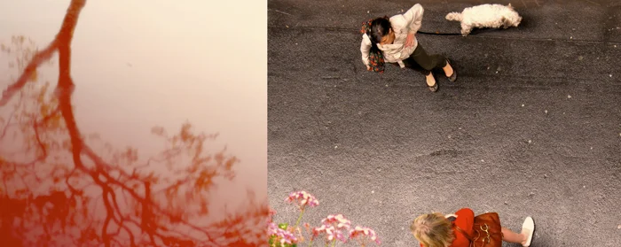 18Blossoms.jpg