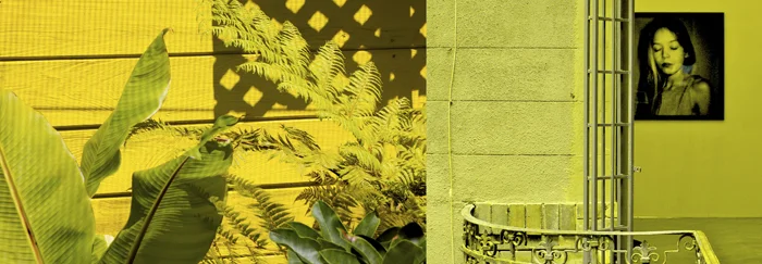 04A scrim of ferns.jpg