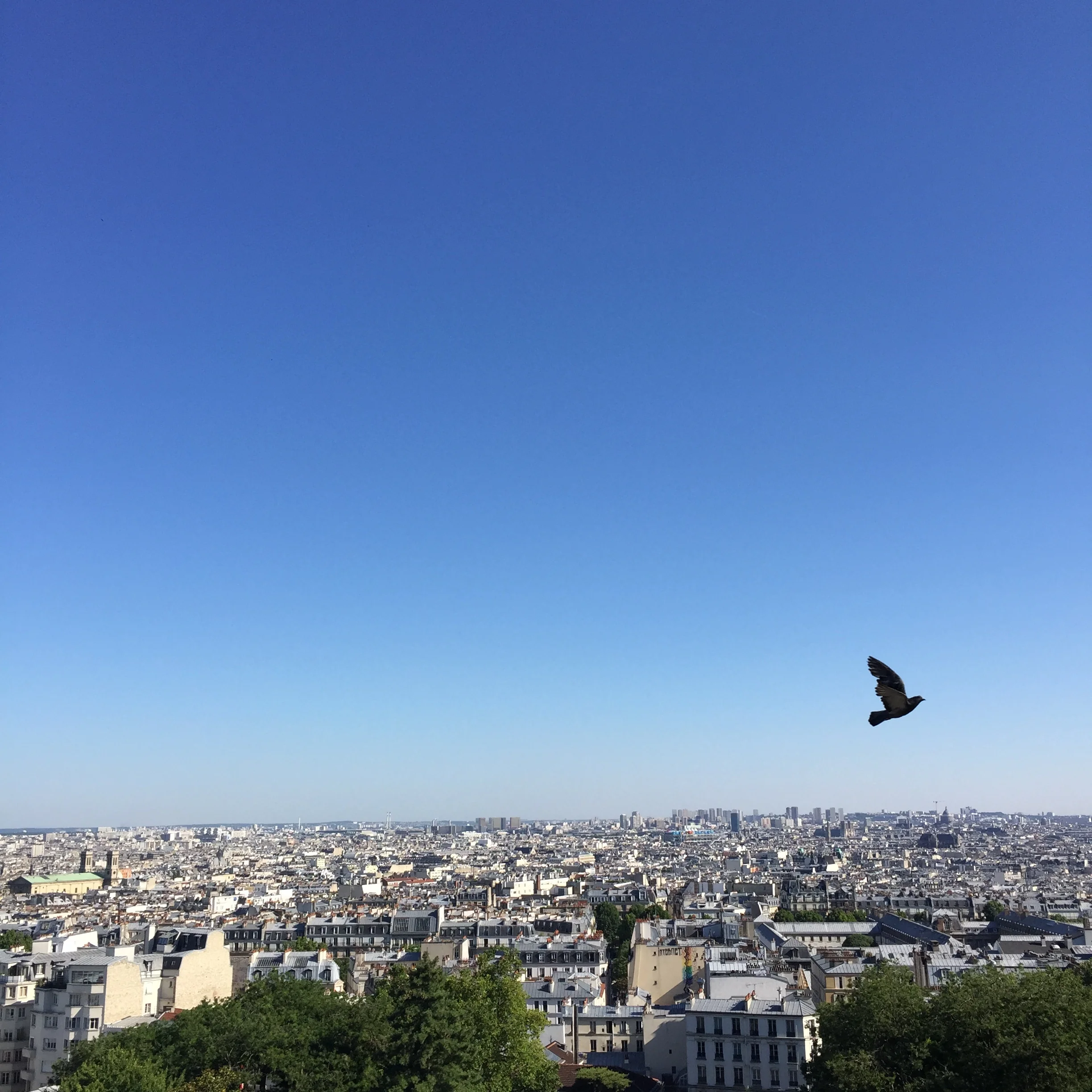 pigeon_over_paris 214.JPG