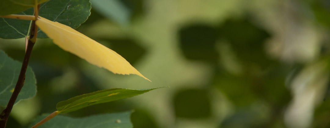 Banner-04web.jpg