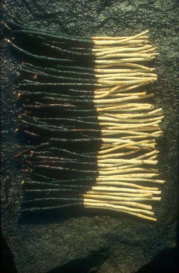 Andy-Goldsworthy-Partly-Stripped-Sycamore-Twigs-Yorkshire-April-1972-575x875.jpg