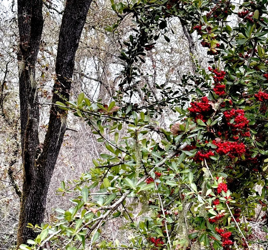 Screenshot 2025-12-18 135357.jpg