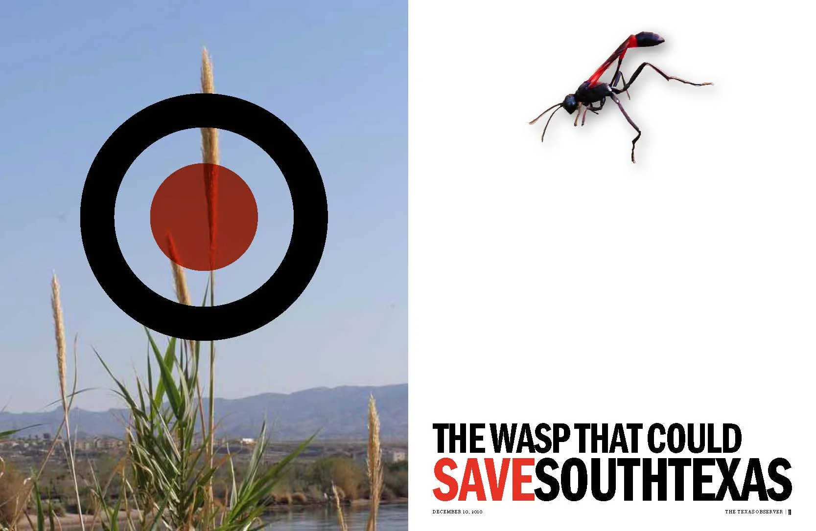wasp1.jpg
