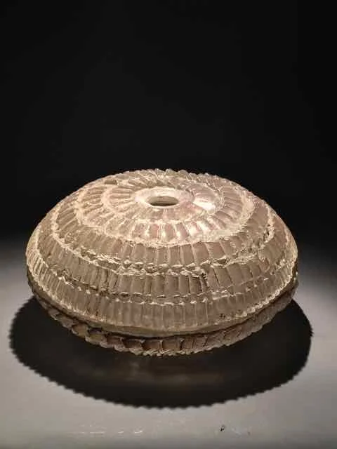 Mollusk