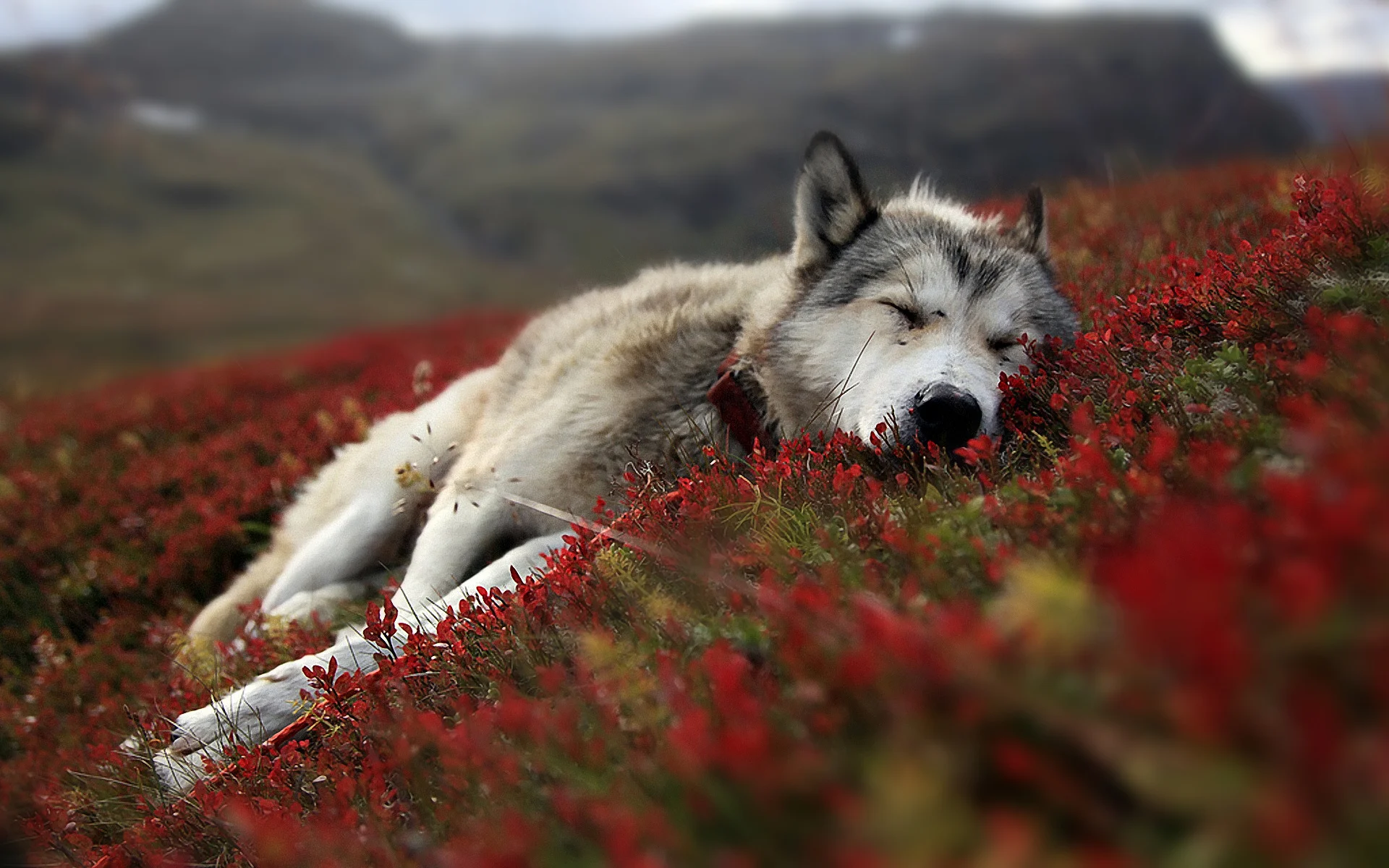 Wolf-Wallpaper-wolves-16120140-1920-1200.jpg