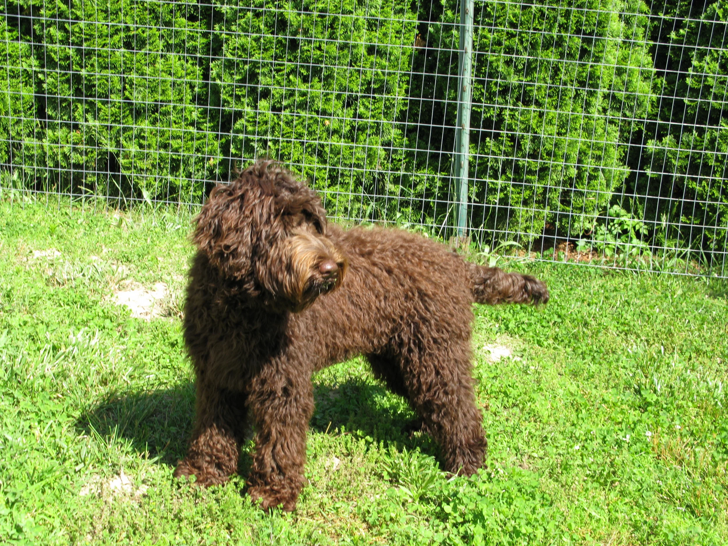 labradoodle wool coat