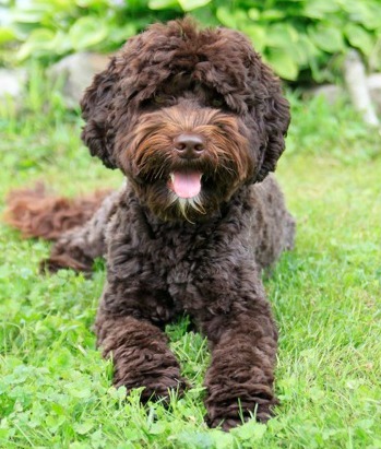 Photo courtesy of eden valley labradoodles