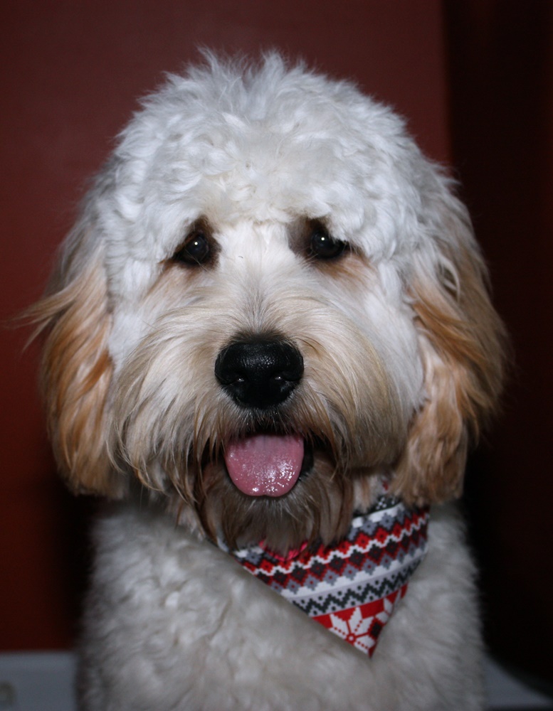 Photo courtesy of Waltzing matilda labradoodles