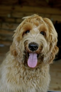 Photo courtesy of BERKSHIRE HILLS LABRADOODLES