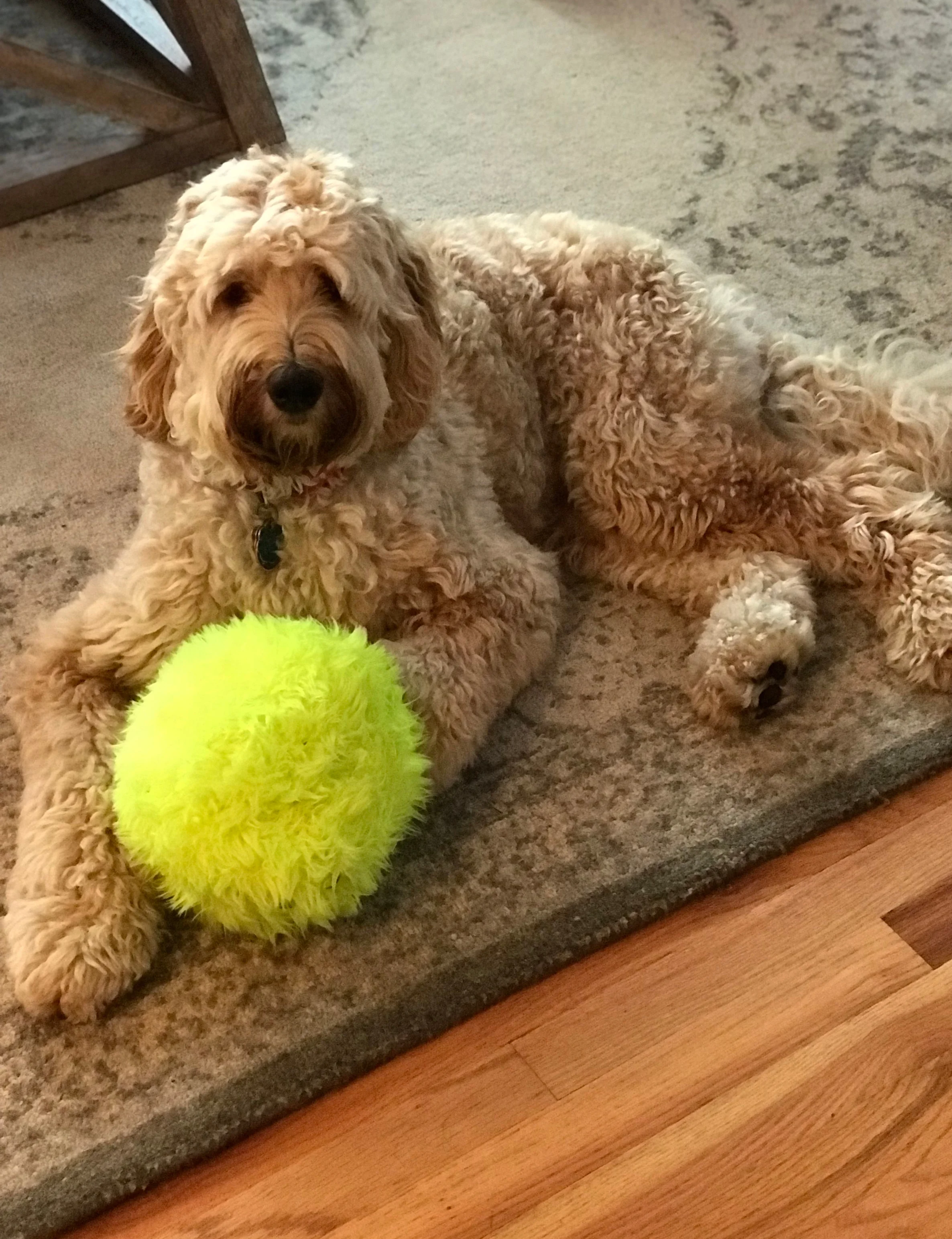 sadie (pink collar girl)