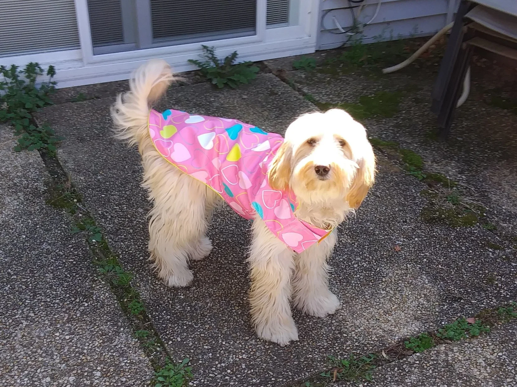 Rosie (purple collar girl)
