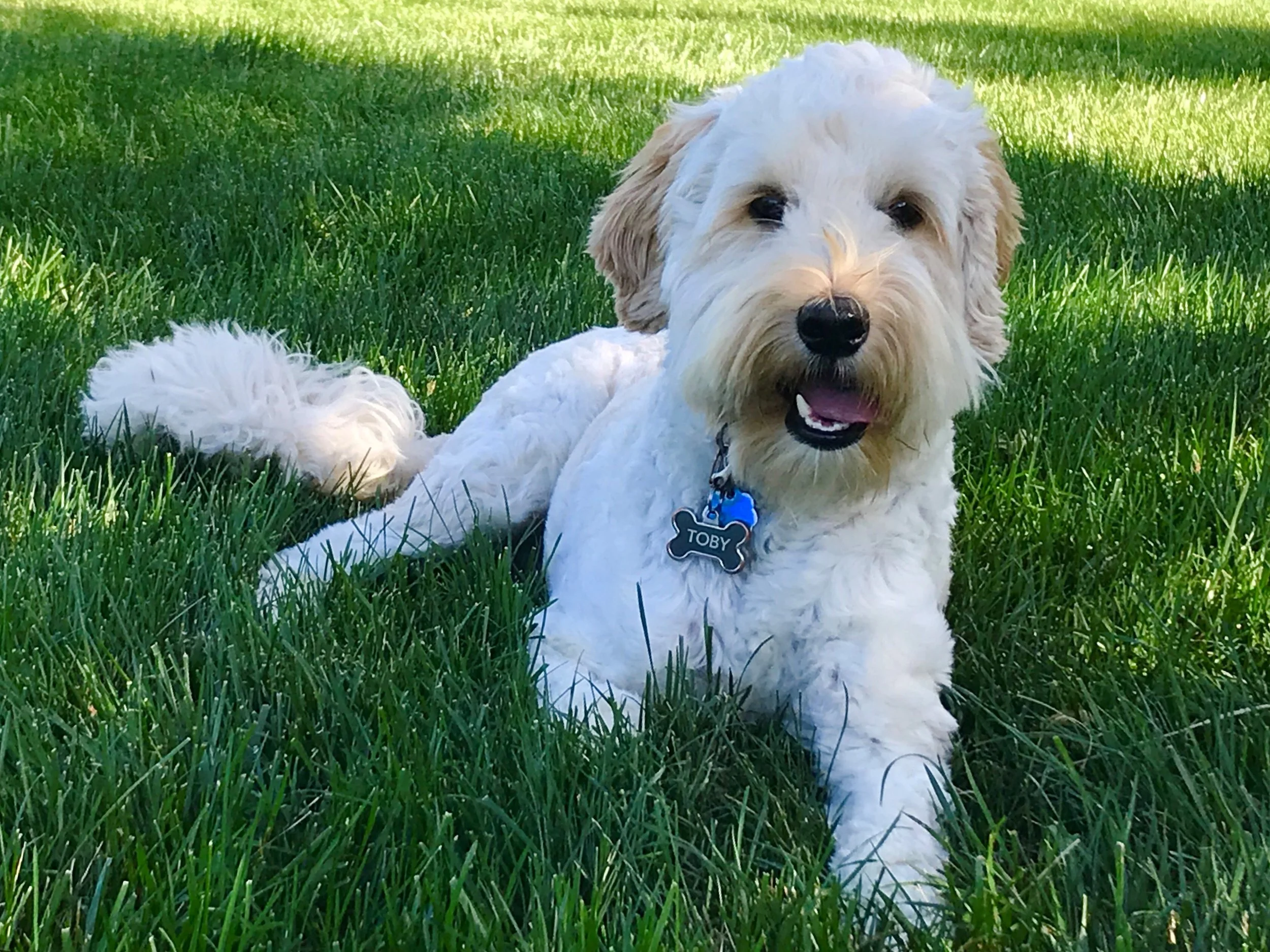 Toby (red collar boy)