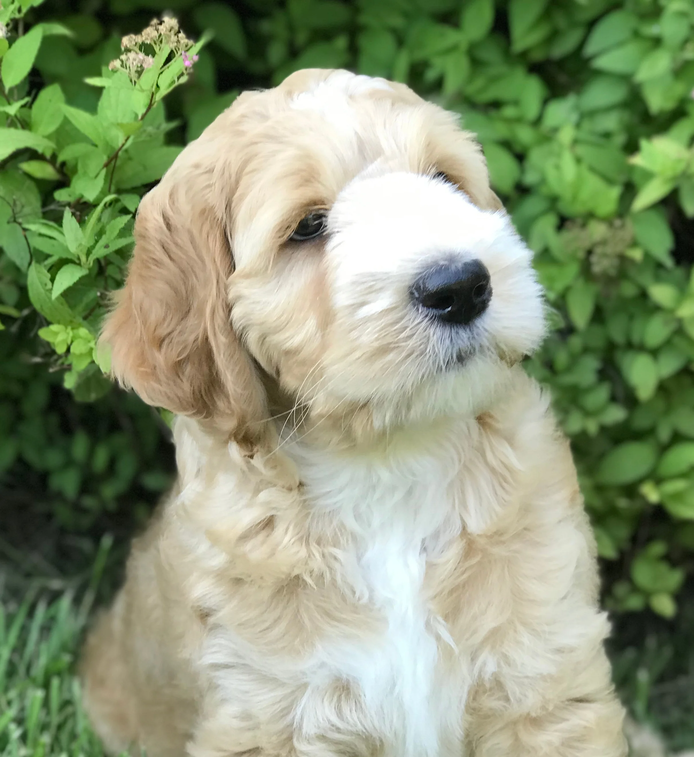 brown collar boy