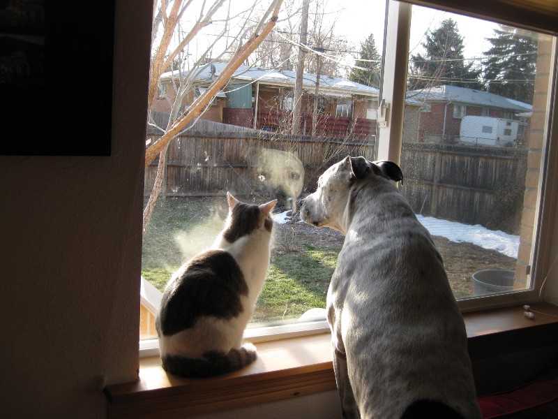 Allie (l) and Paco (r) have remained strong.