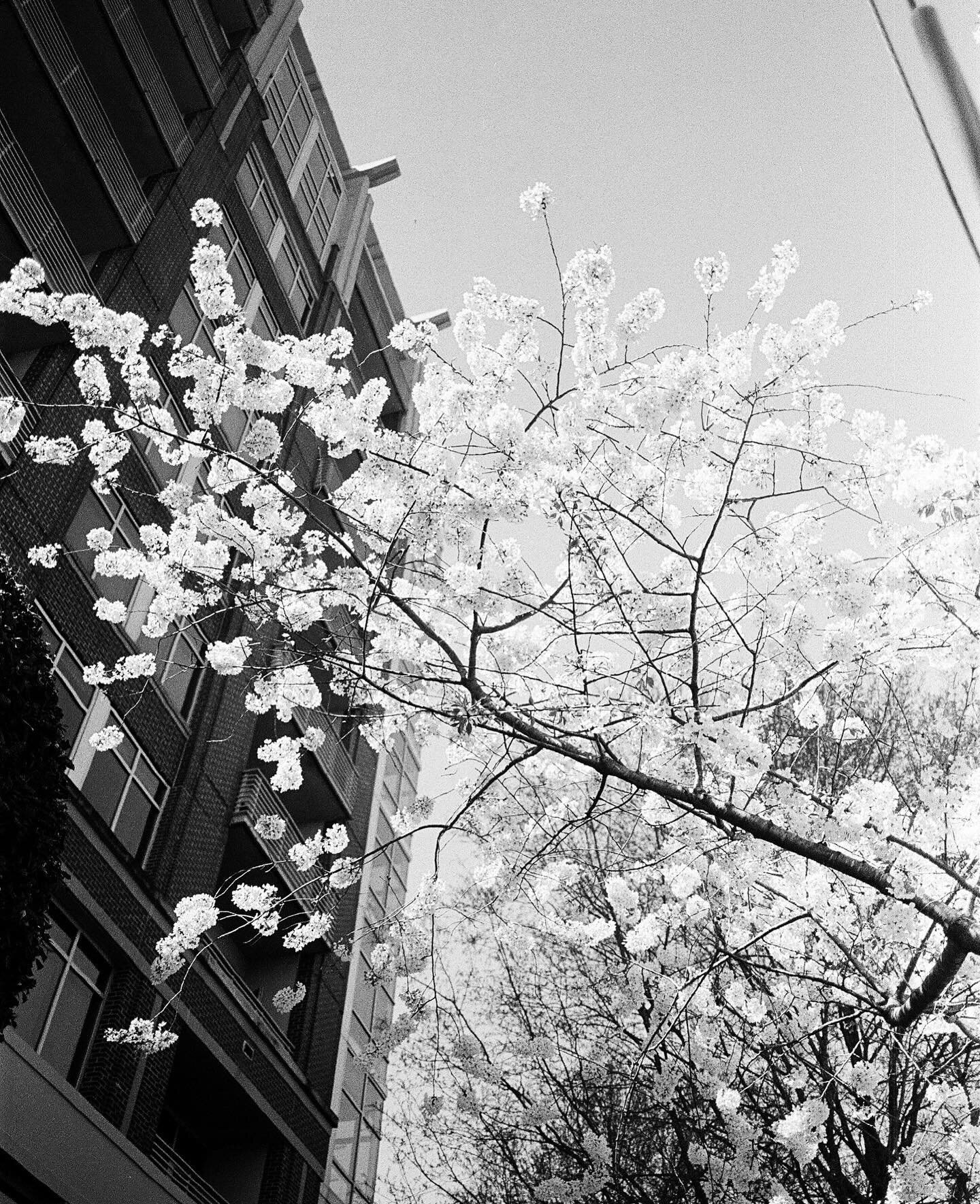 unrelated business content -
I don't know what it was about these trees that lined Southend streets. maybe it's simply that they were something I had time/mental space to notice more and enjoy. maybe it was the petals falling like snow along the ceme