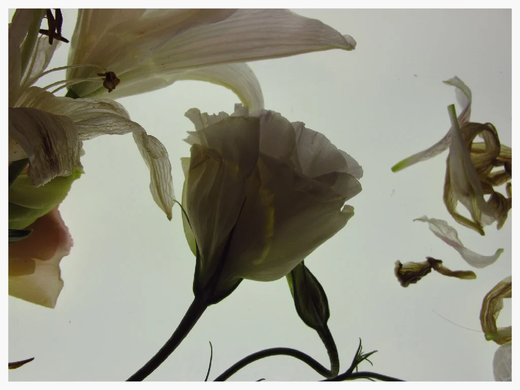 flower_face5_h2bt.jpg