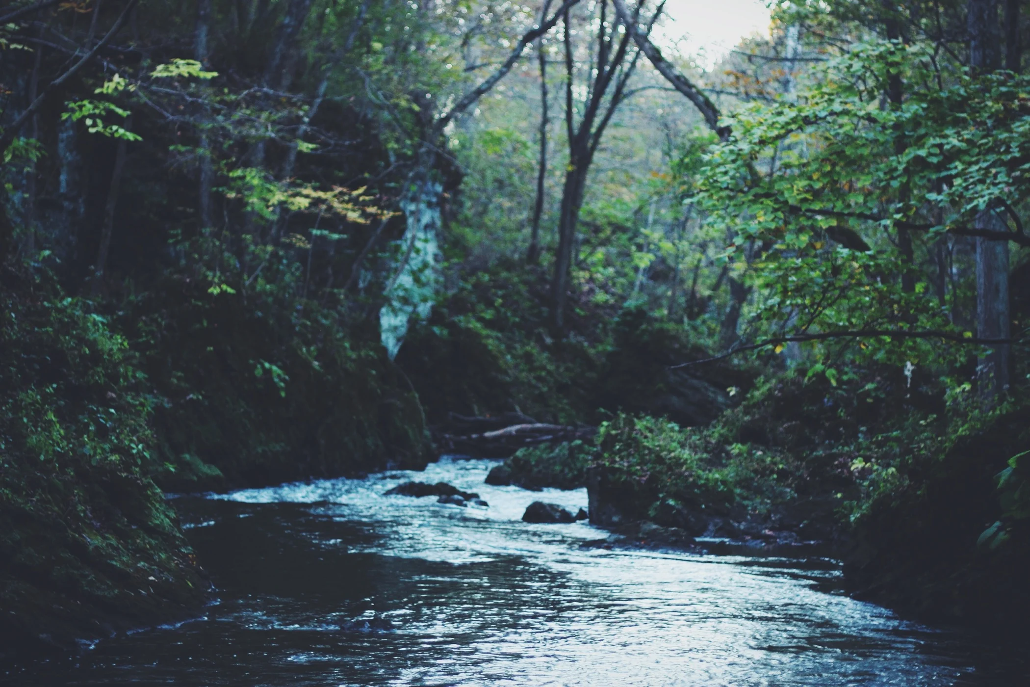 unsplash_52d8277ccad75_1.jpg