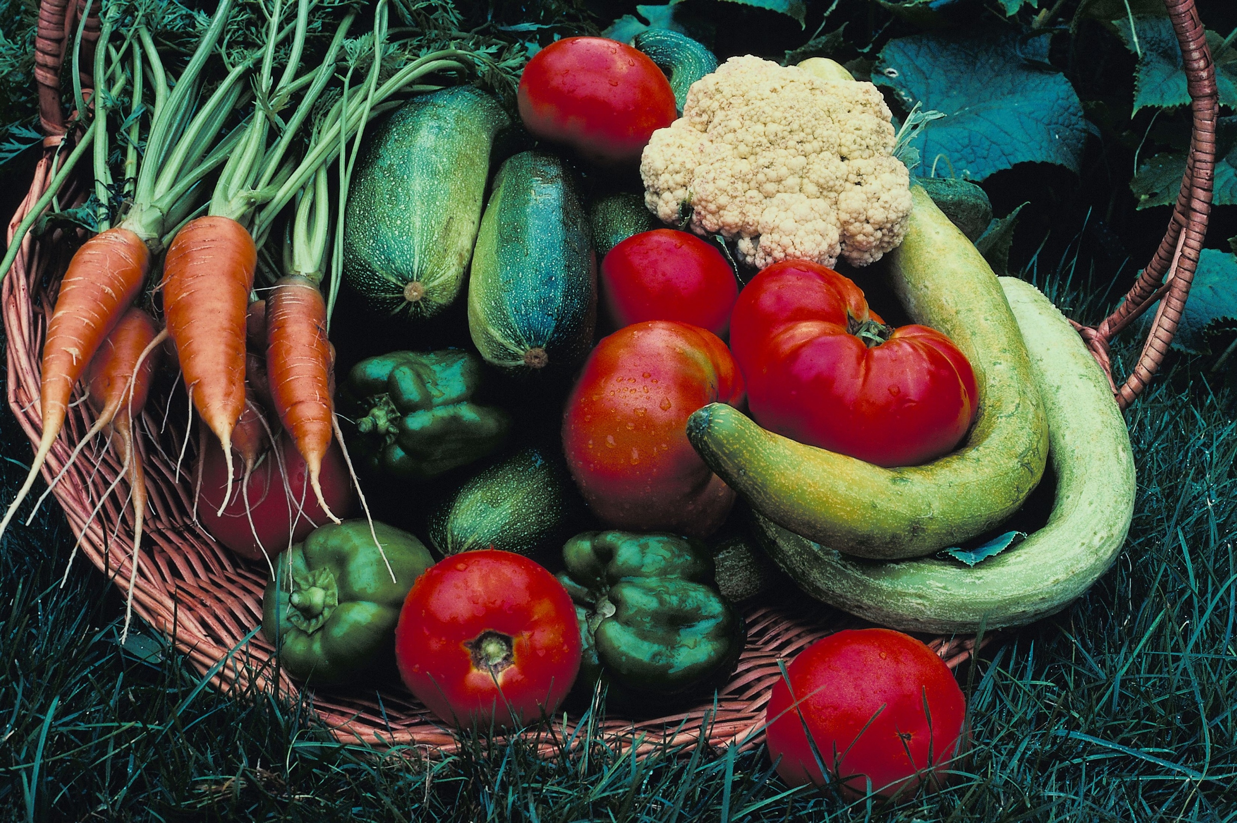 abundant fresh vegetables
