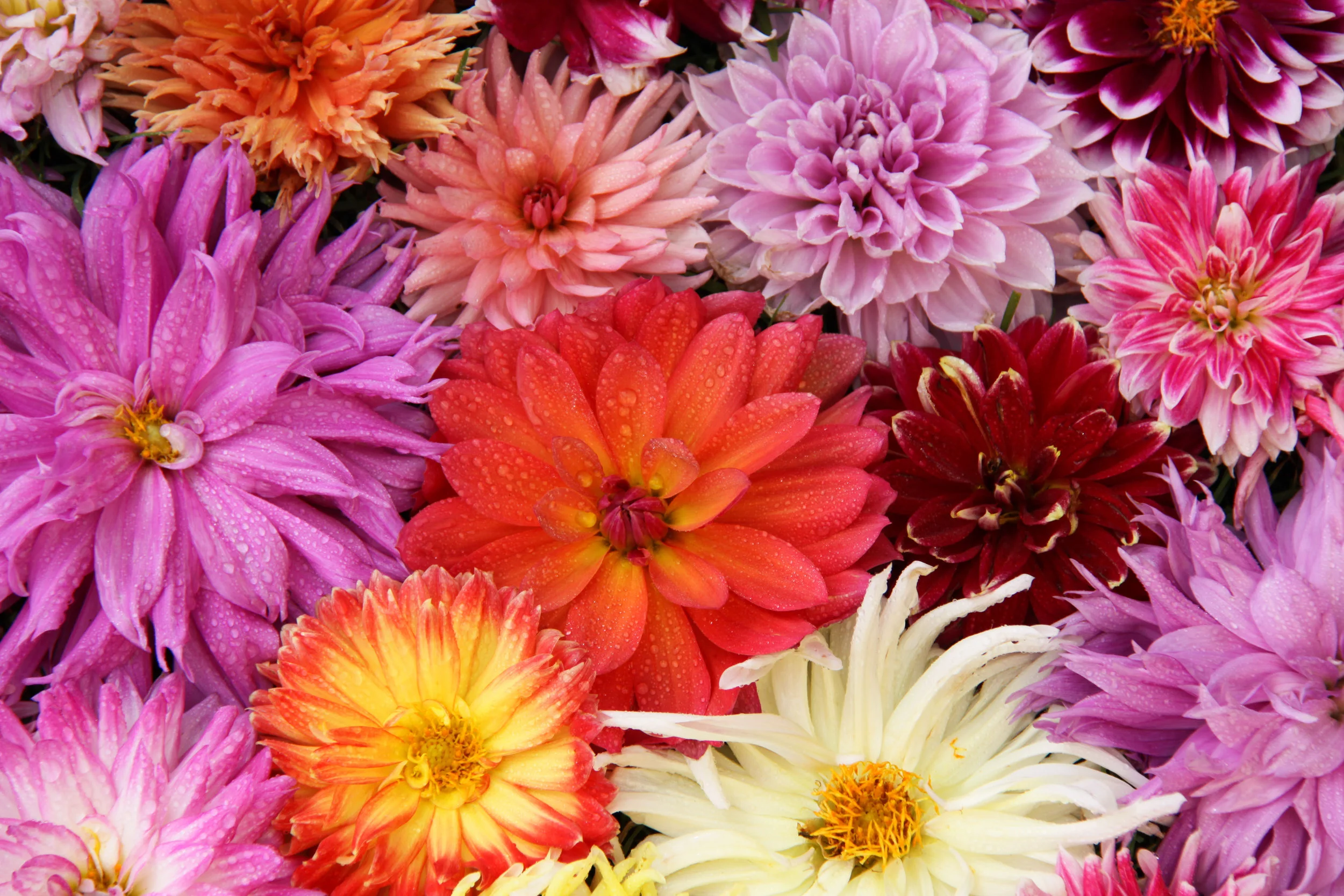 Menneskehetens enhet