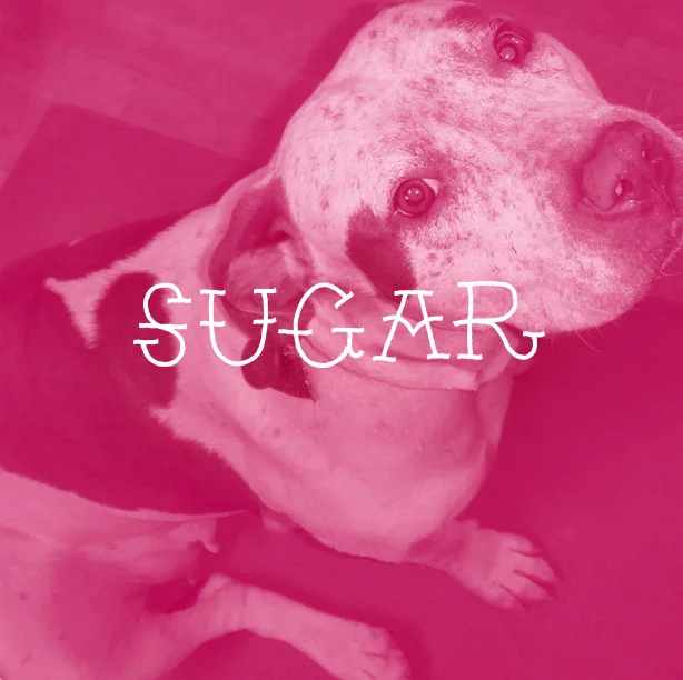 SUGAR.jpg
