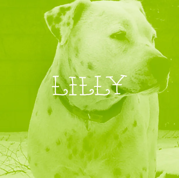 LILLY.jpg