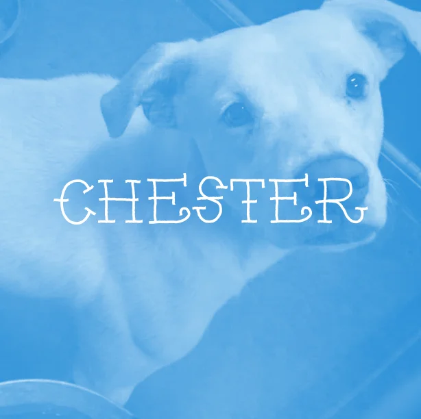CHESTER_02.jpg