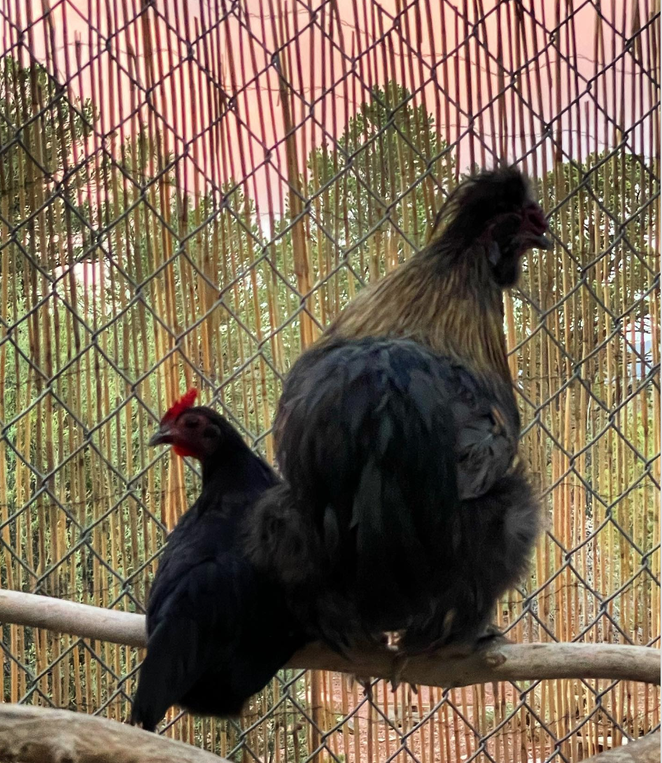 Screen Shot 2024-11-11 at 12.11.47 PM.png