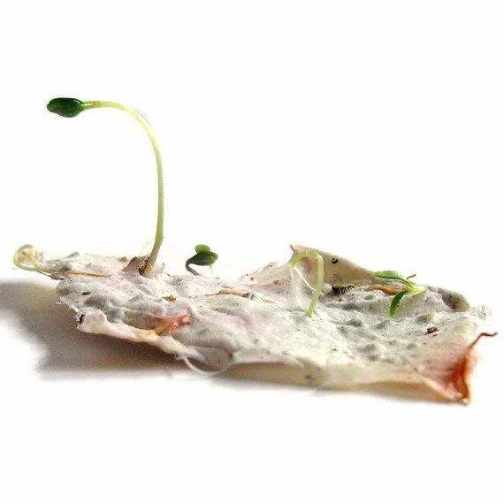 plantable+paper+seedling+paper.jpg