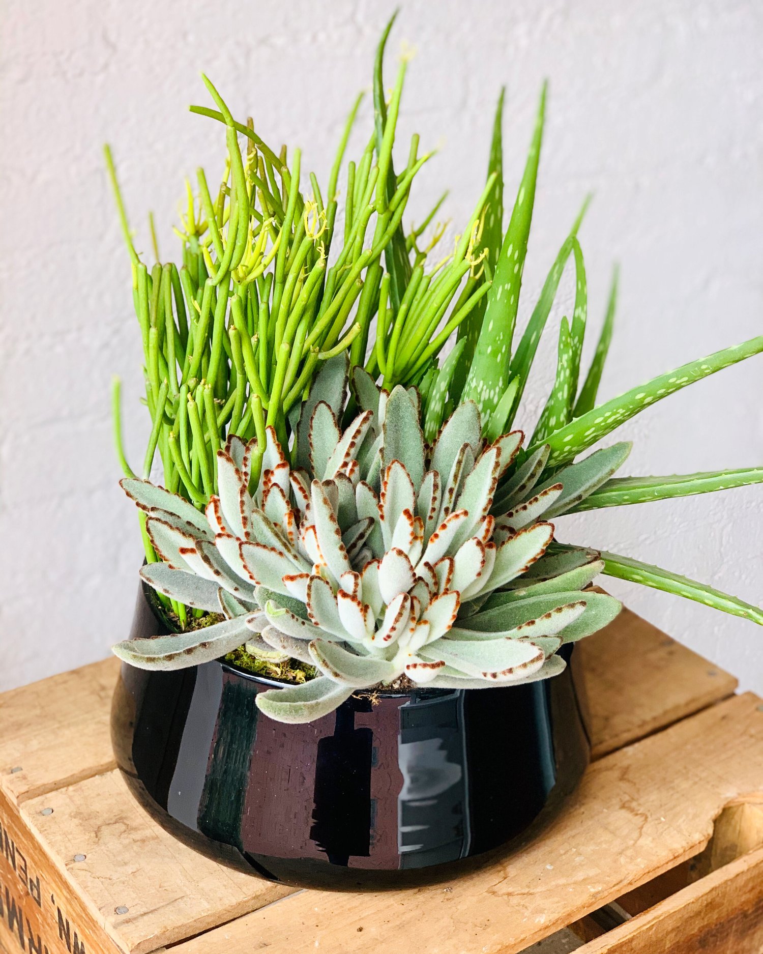 Succulent GardenIndoor & Gift Plants in Huntington NY | Plant Delivery Long  Island<br/>Floras Avenue