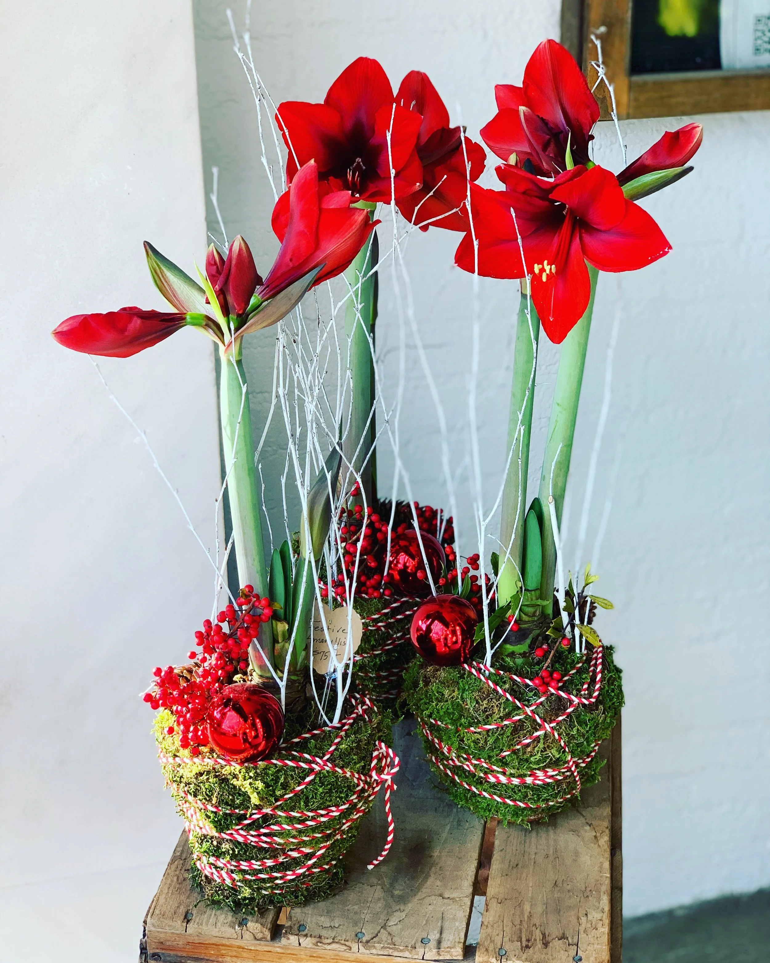 Red Amaryllis