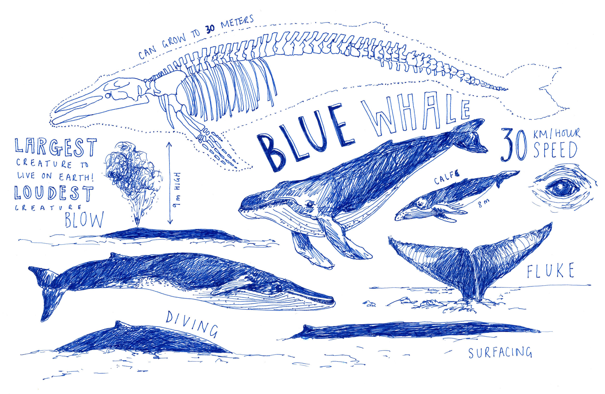 Peita-Blythe_Whale-Illustration_Web.jpg
