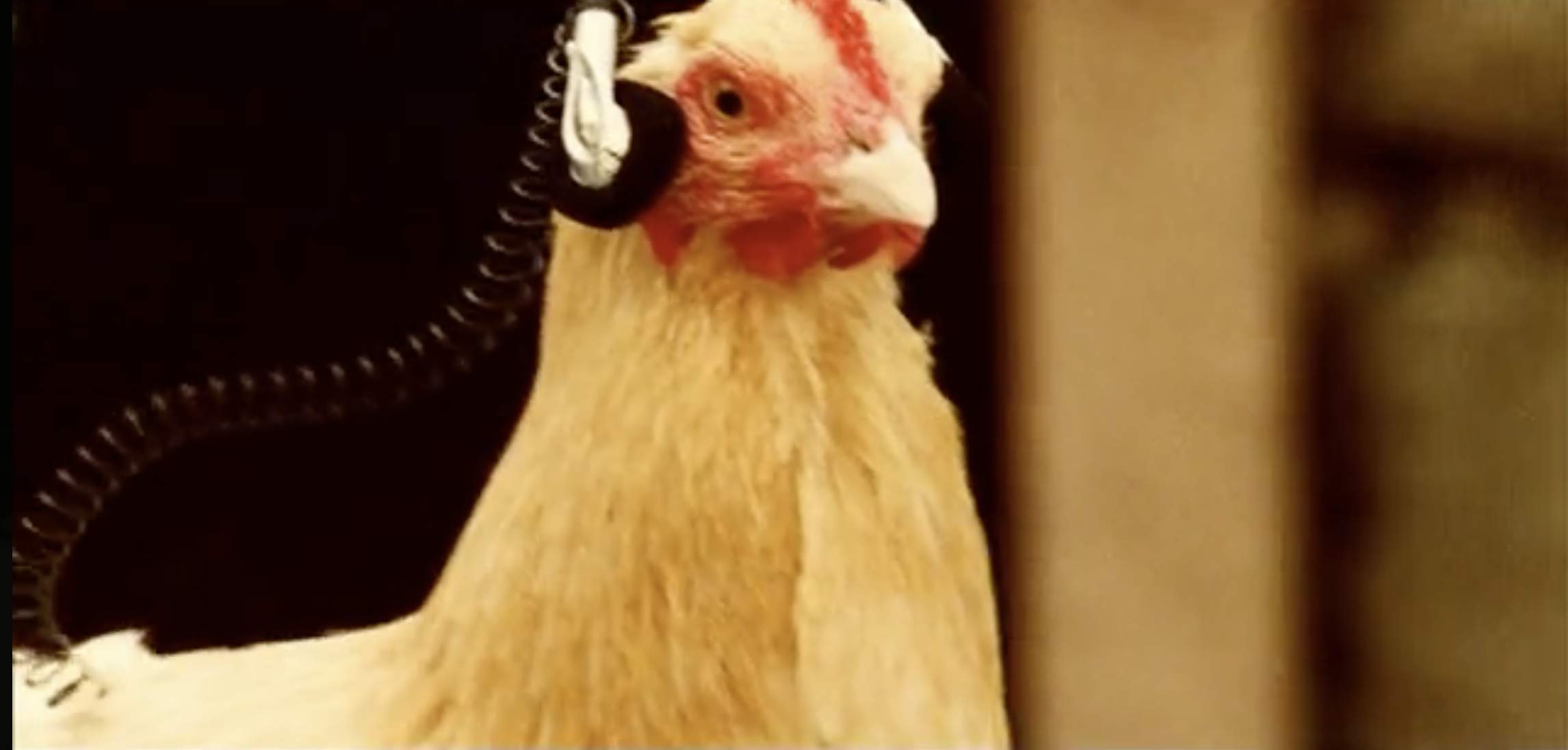 'Chicken'