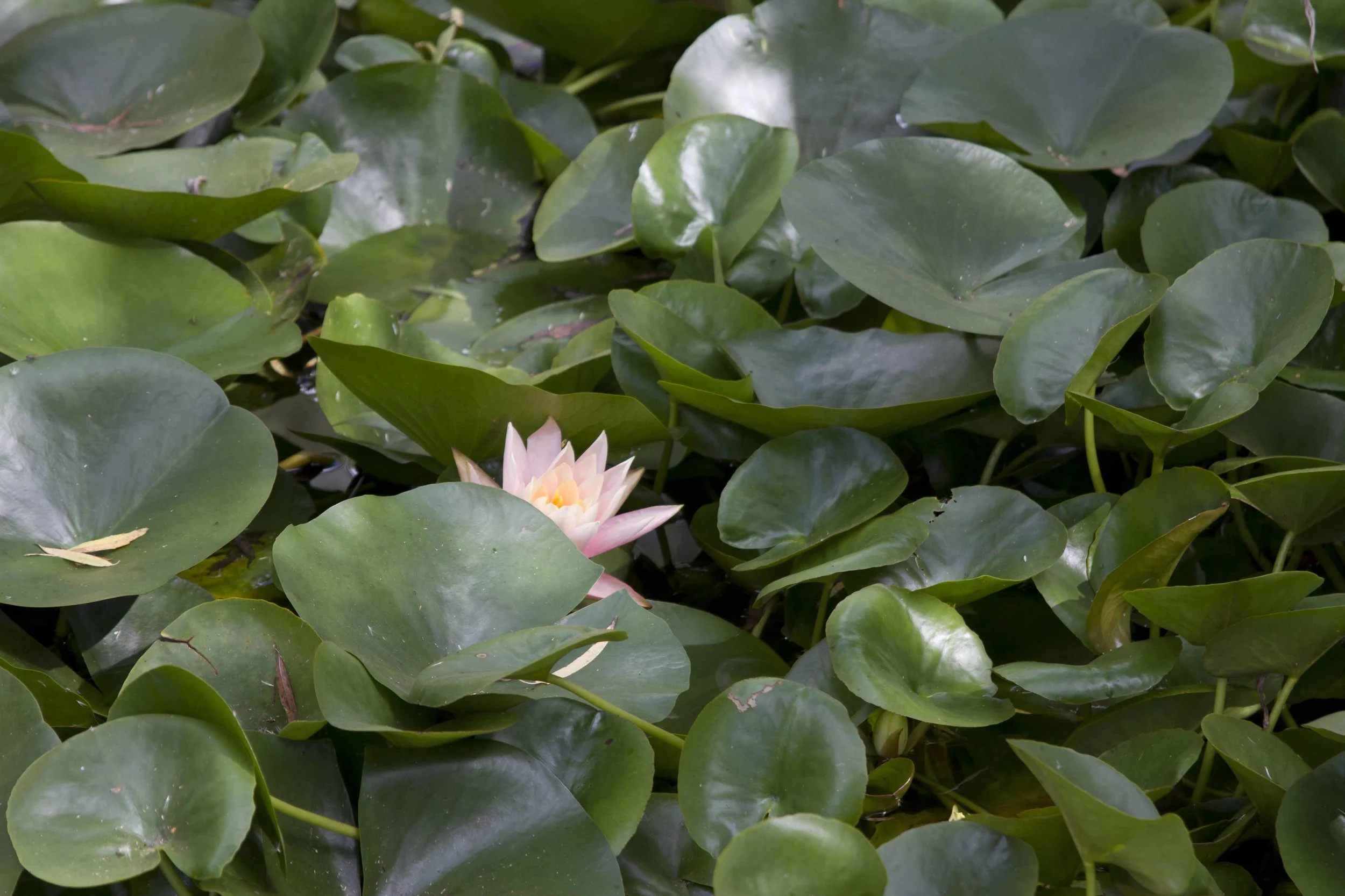 Affirmations on Contentment