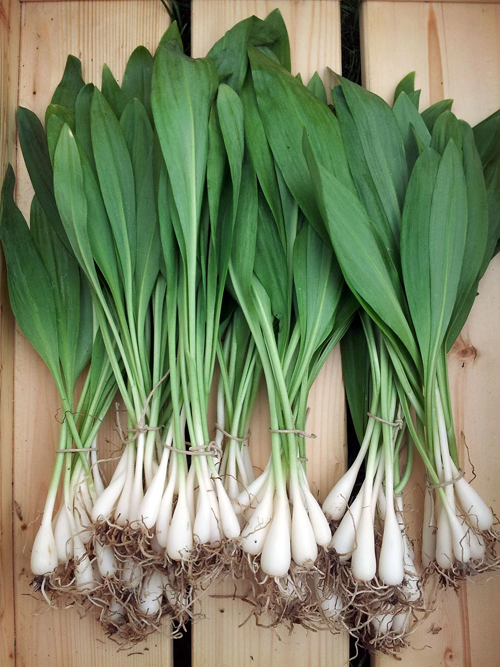 ramps.jpg