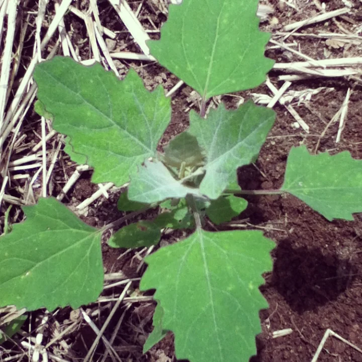 wildspinach.jpg