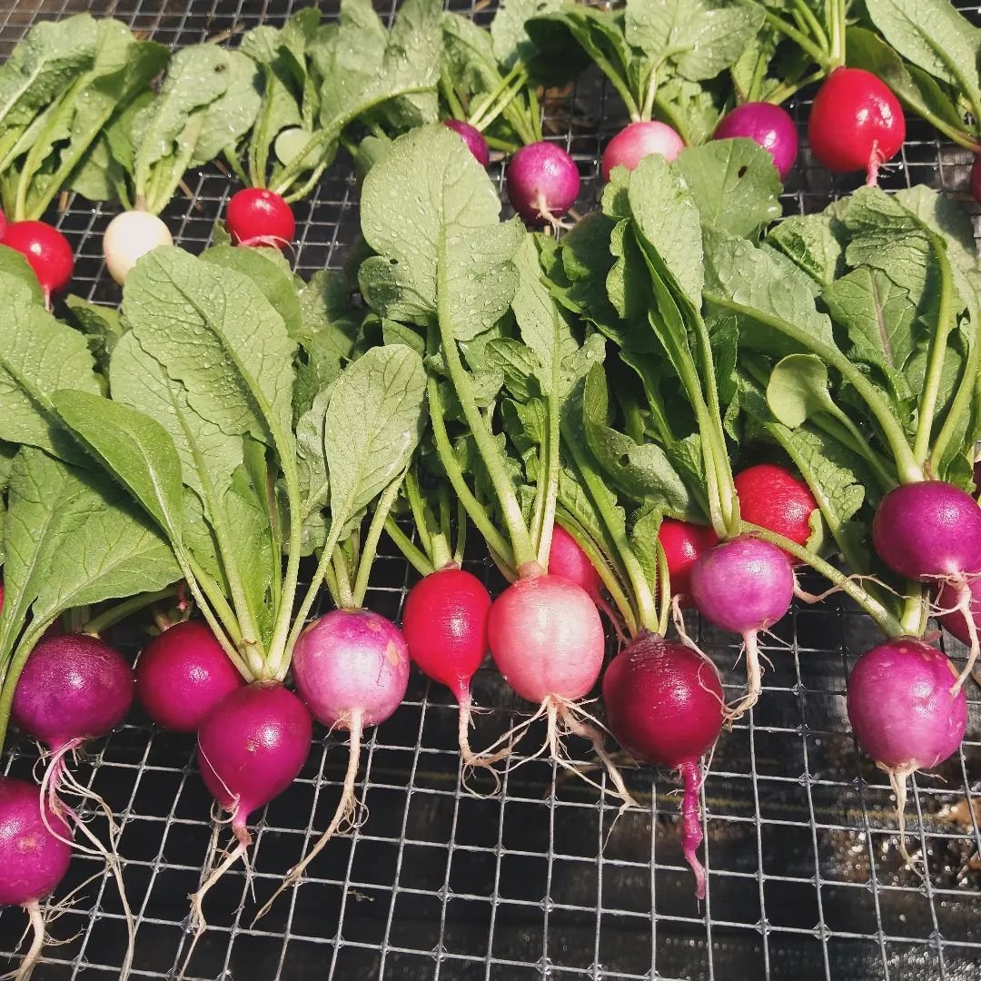 Just stocked the farm stand with the first spring radishes! More spring mix coming later this afternoon.