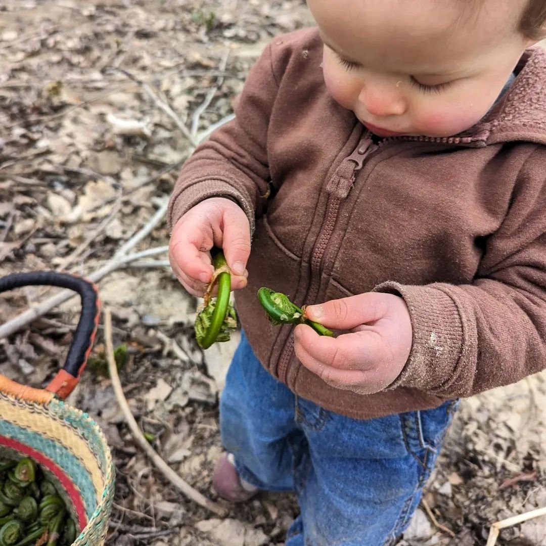 We have a couple bags of the earliest fiddleheads and ramps available at the farm stand - Theo helped pick them! Will be going out to pick more this weekend!

#fiddleheads #ramps