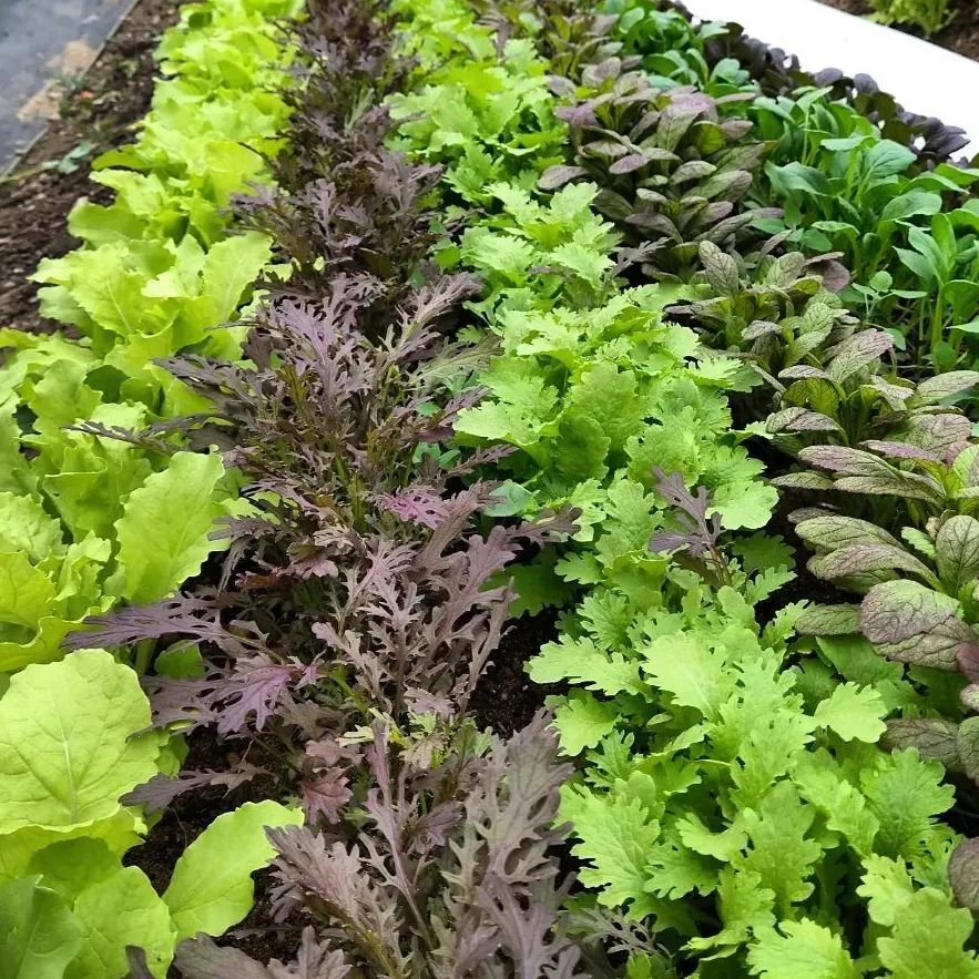 Salad greens are restocked! We have spring mix and spinach available at the farm stand, along with plenty of radishes, turnips and fiddleheads!