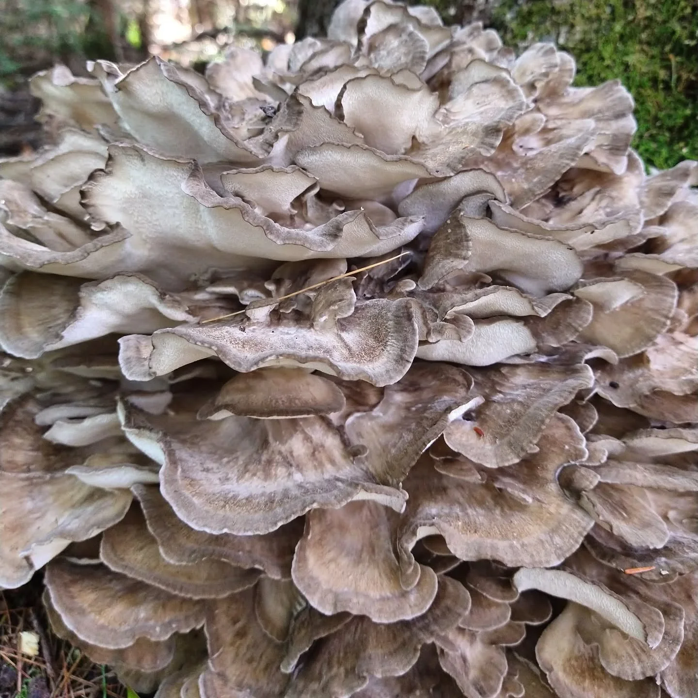 The rain helped a little, we now have maitake mushrooms (AKA hen of the woods) available at the farm stand!
#maitake #henofthewoods