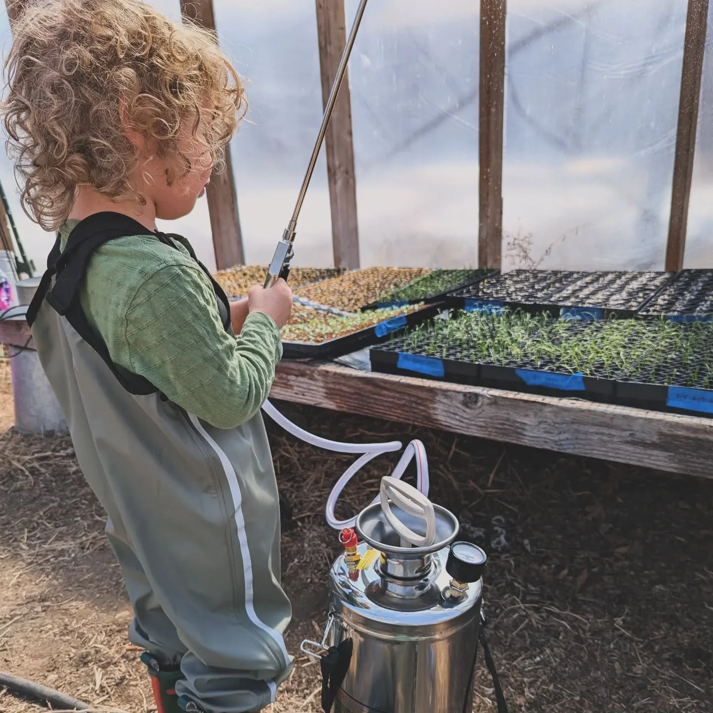 Trying to direct the toddler to "help" in the greenhouse!