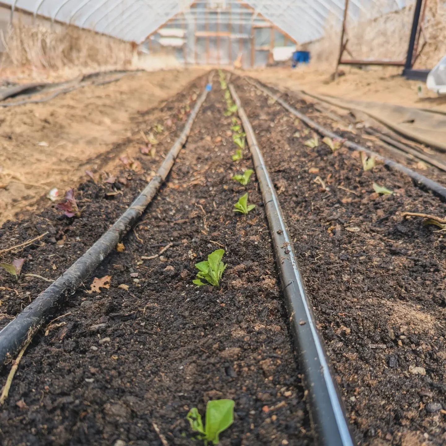 First lettuce planted in two years! 

Our baking will be sporadic over the next few weeks while we focus on spring planting and getting ready for baby. But we look forward to having spring greens coming to the farm stand again in May!