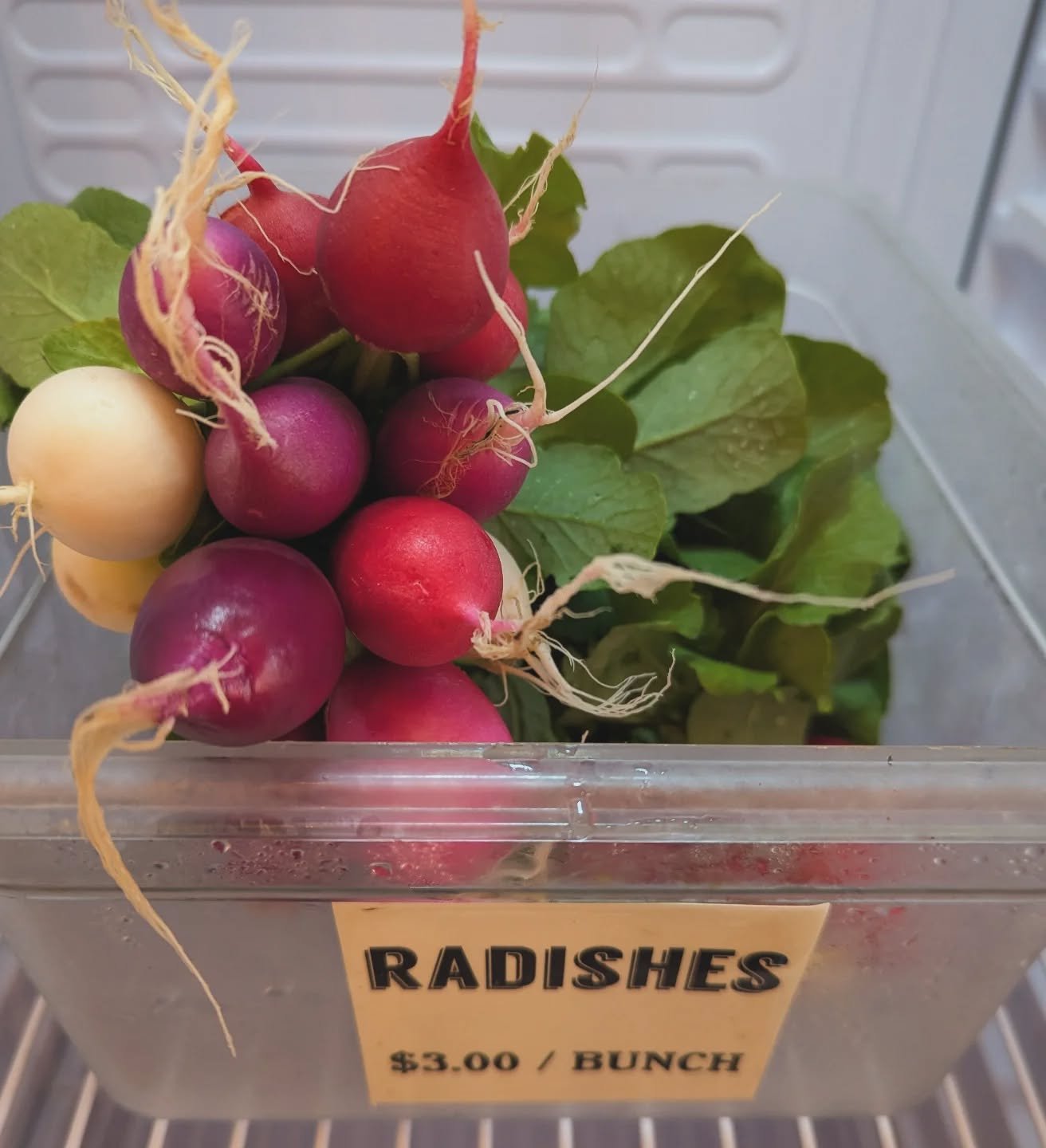 First of the spring radishes available at the farm stand now! Salad turnips and lettuce mix coming soon.