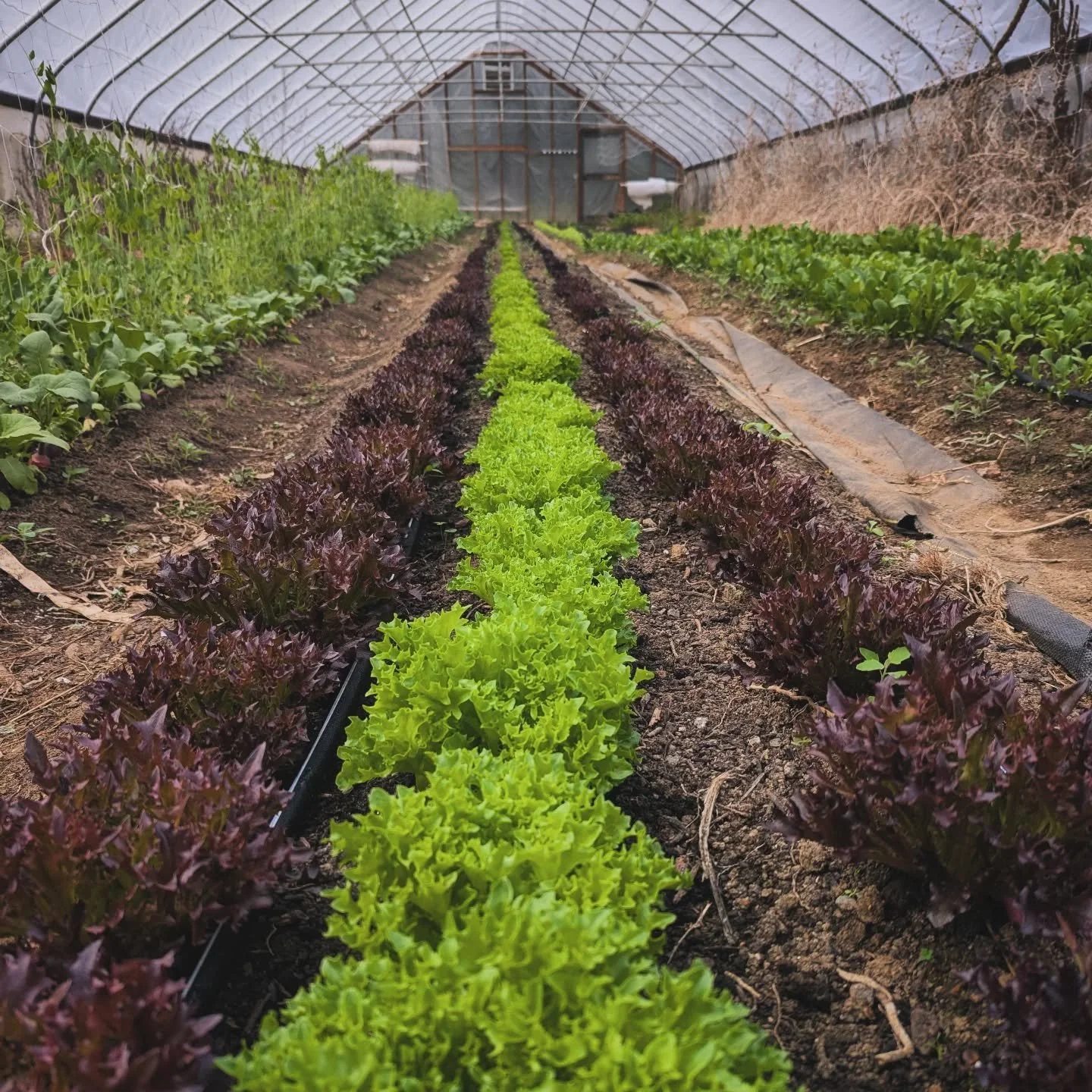 Lots growing in here - come visit us this weekend, we're baking strawberry rhubarb hand pies and have lots of spring greens and roots at the farm stand!