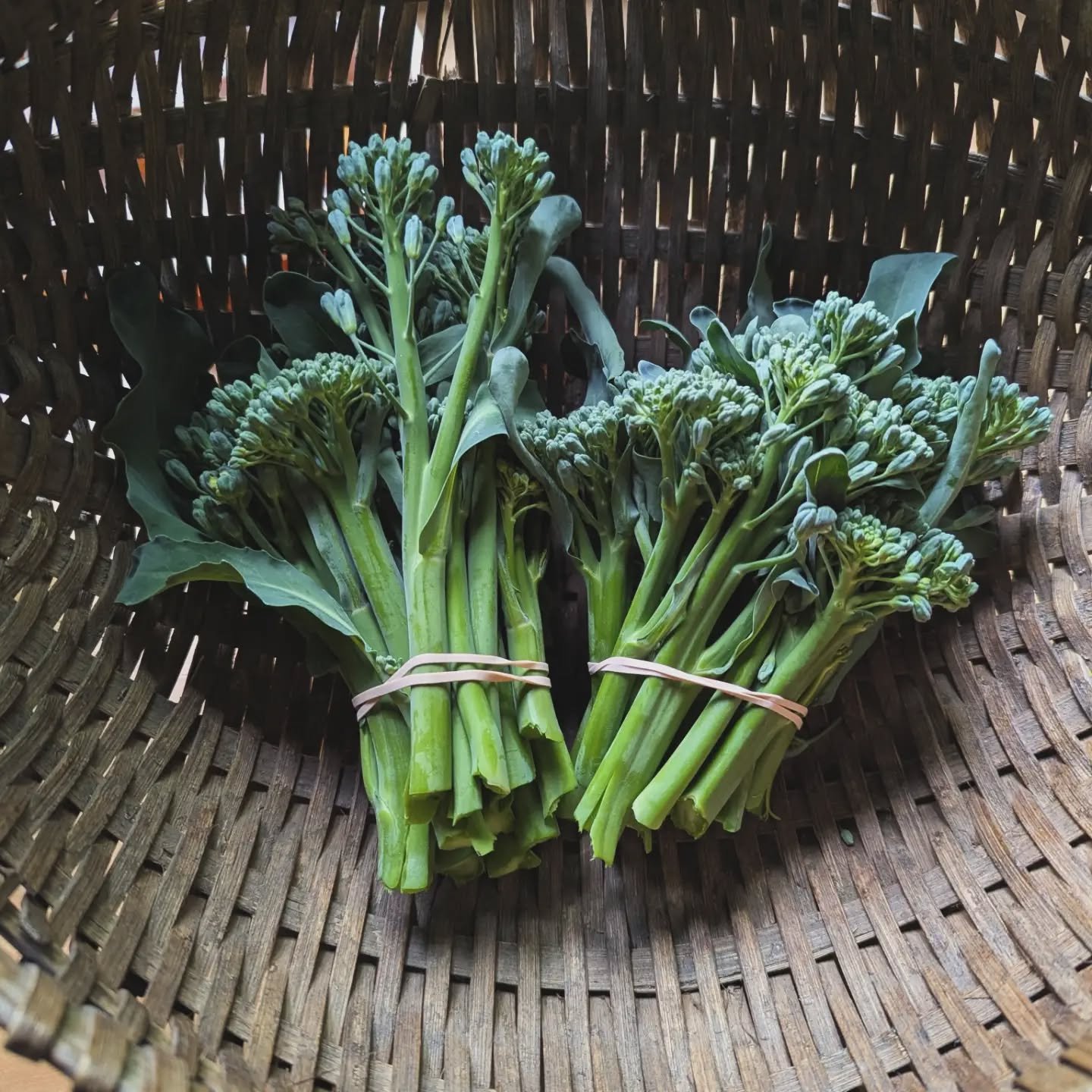 Broccolini now available at the farm stand!