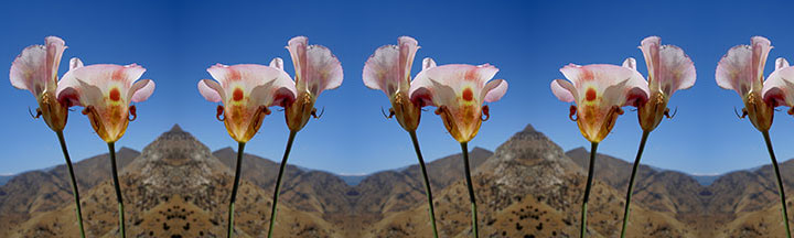 Calochortus