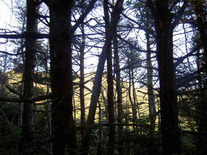 woods.jpg