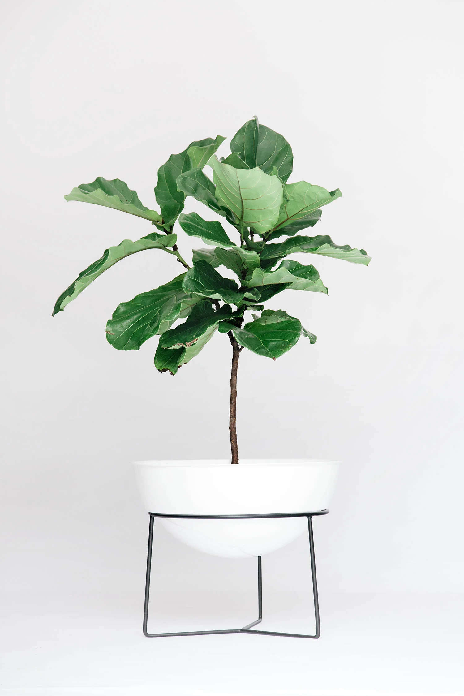 Everything Planter