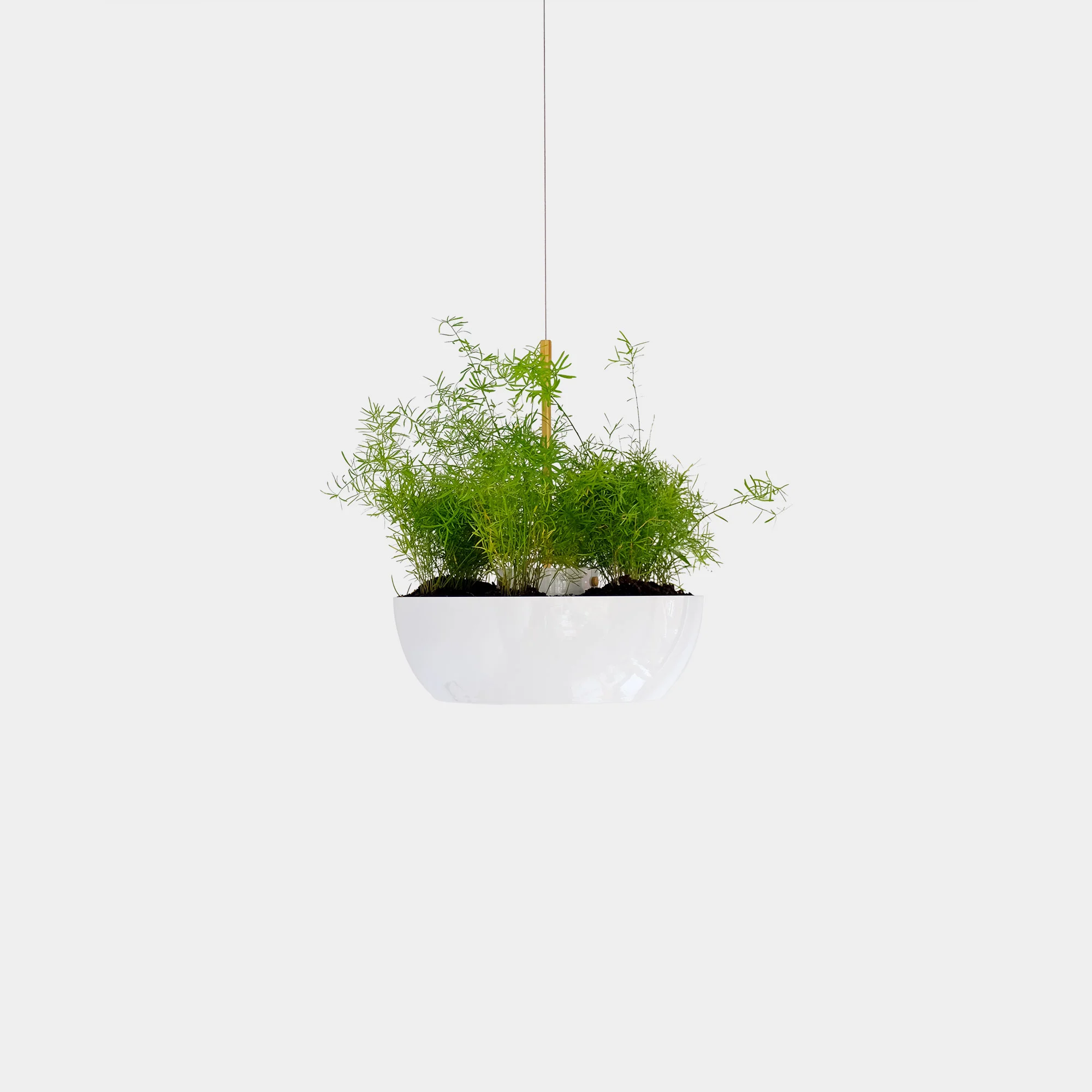 Well Planter